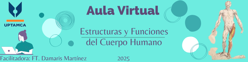 estructurayfunciondelcuerpo.milaulas.com